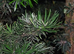 Podocarpus neriifolius