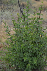 Fraxinus parryi