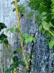 Tricalysia