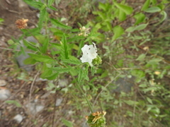 Varronia podocephala