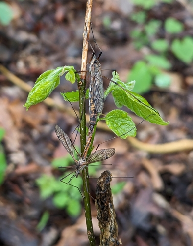 Tipula dorsimacula