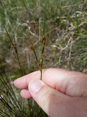 Juncus occidentalis