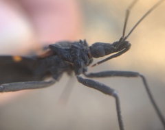 Triatoma longipennis