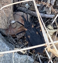 Triatoma longipennis