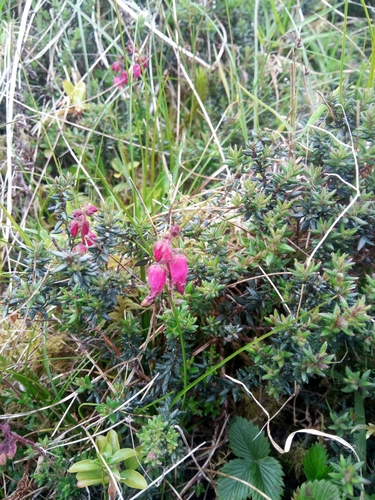 Image of Azores Heath (Daboecia azorica) by no rights reserved
