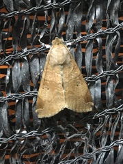 Noctuoidea