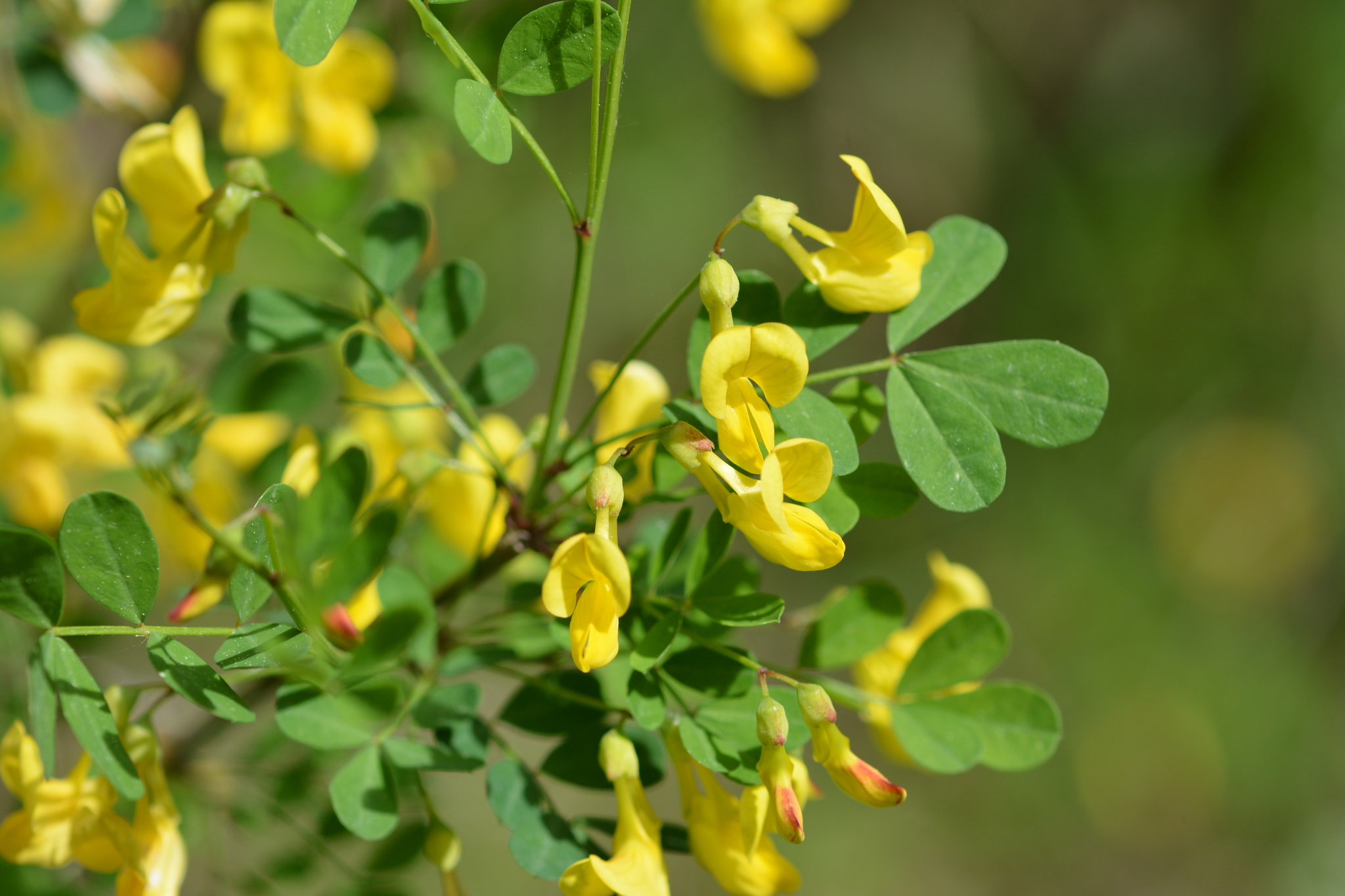 Hippocrepis emerus