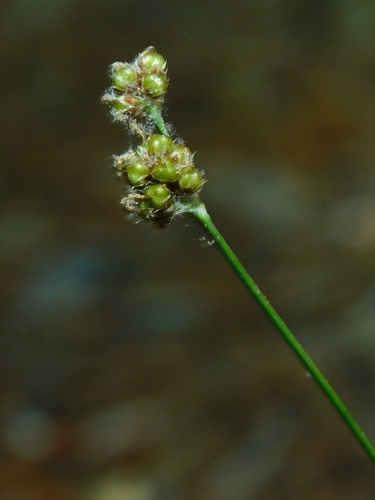 Image of Hedgehog Woodrush (Luzula echinata) by (c) Michael J. Papay, some rights reserved (CC BY)