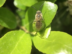 Colletes inaequalis