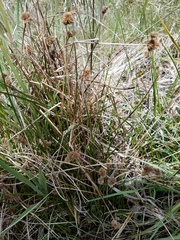 Juncus bolanderi