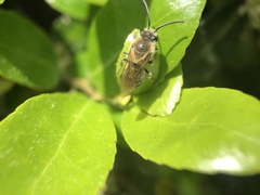 Colletes inaequalis