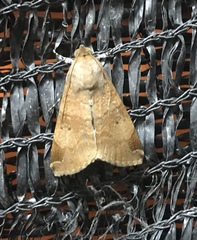 Noctuoidea