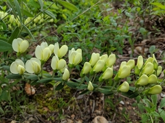 Baptisia bracteata leucophaea