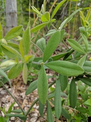 Baptisia bracteata leucophaea