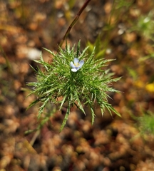 Navarretia tagetina
