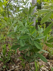 Baptisia bracteata leucophaea