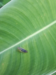 Dilobopterus costalimai