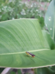 Dilobopterus costalimai