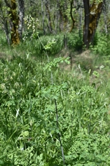 Thalictrum fendleri polycarpum
