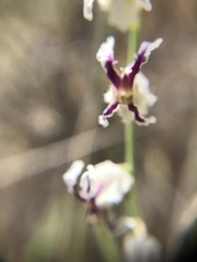 Streptanthus glandulosus secundus