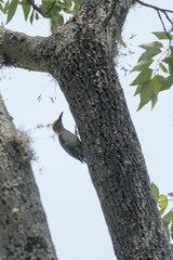 Melanerpes aurifrons