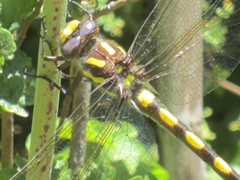 Cordulegaster dorsalis