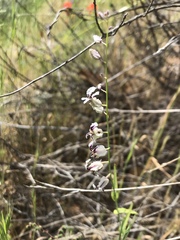 Streptanthus glandulosus secundus