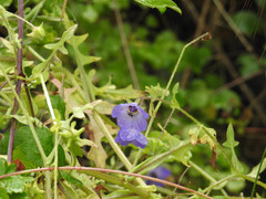 Pholistoma auritum auritum