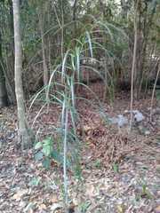 Pseudophoenix sargentii