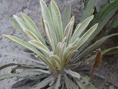 Espeletia corymbosa