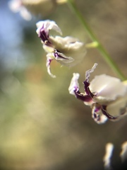 Streptanthus glandulosus secundus