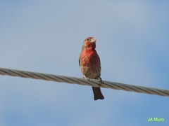 Haemorhous mexicanus