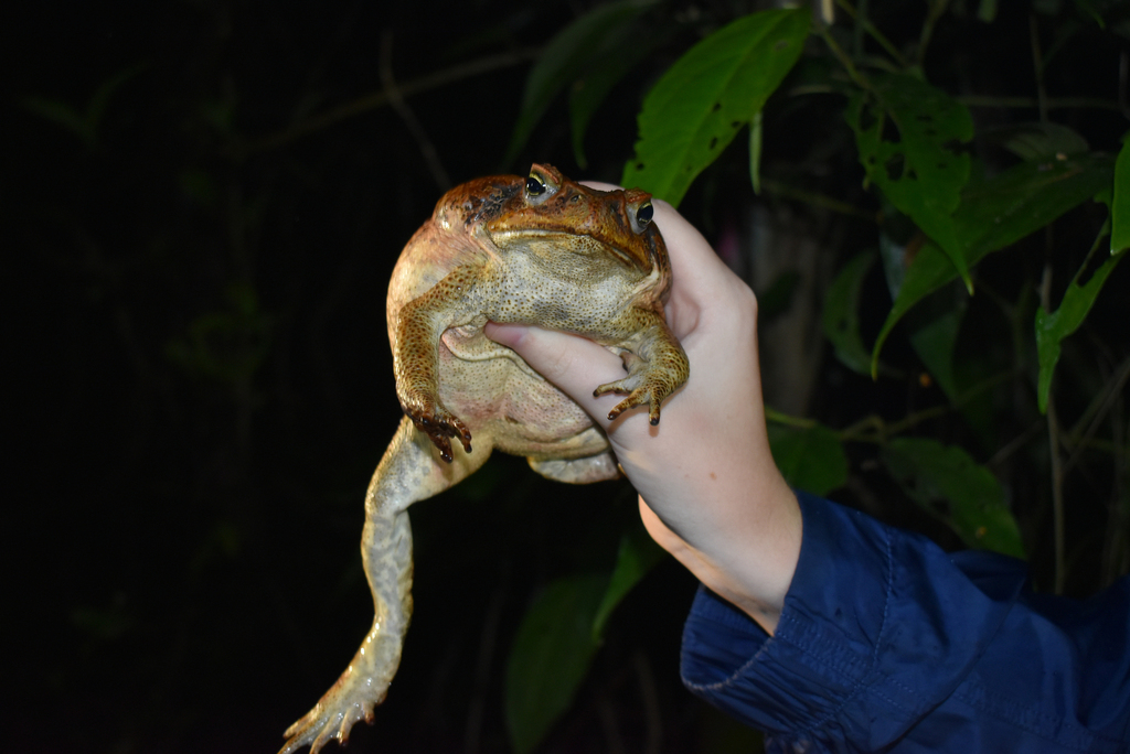 사탕수수두꺼비 from C77C+QGJ Mata de Platano Field Station... 오후 by Francis · iNaturalist 사탕수수두꺼비 (Rhinella marina)