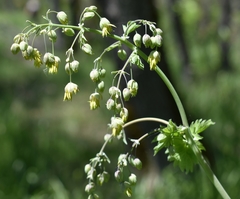 Thalictrum fendleri polycarpum