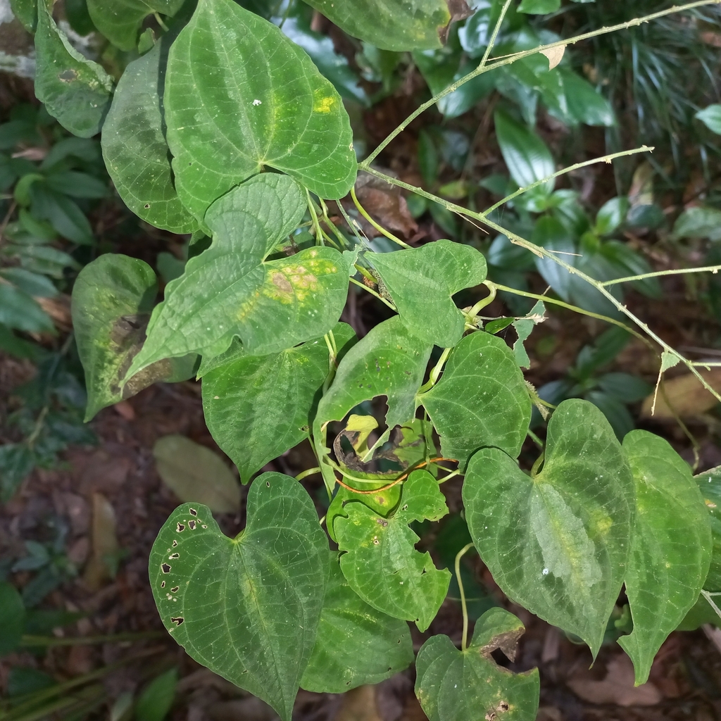 Dioscorea