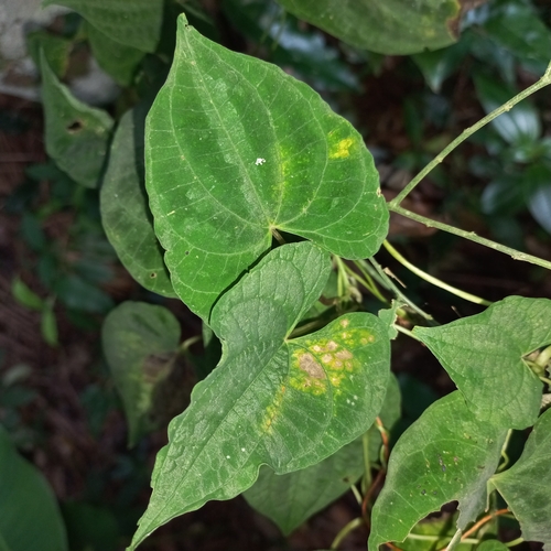 Image of Dioscorea dodecaneura by (c) Patrícia Mees, some rights reserved (CC BY)