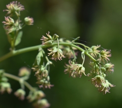 Thalictrum fendleri polycarpum