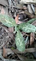 Stenorrhynchos albidomaculatum