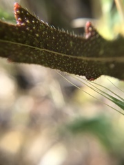 Streptanthus glandulosus secundus