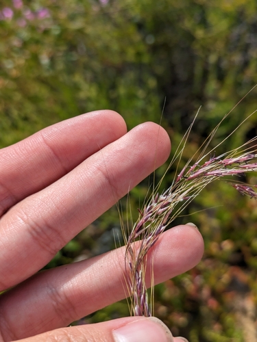 Image of Nassella lepida by (c) James C. Davis, some rights reserved (CC BY-SA)
