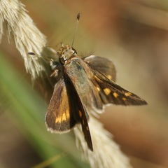 Lon melane vitellina