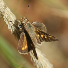 Lon melane vitellina