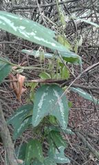 Passiflora bogotensis
