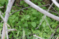 Hesperocnide tenella