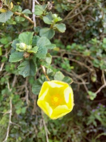Image of Pavonia praemorsa by (c) Dan Mendelowitz, some rights reserved (CC BY)