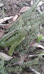 Asplenium peruvianum