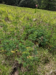 Thalictrum fendleri polycarpum