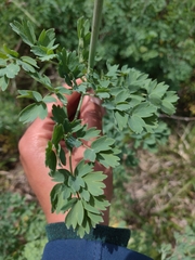 Thalictrum fendleri polycarpum