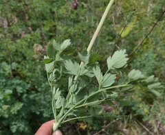 Thalictrum fendleri polycarpum