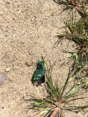Cicindela ohlone